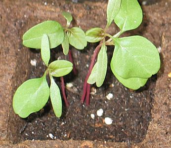 amaranth seedlings