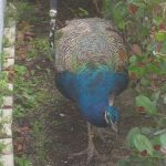 peacock_2016_2