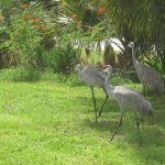 sandhill-cranes1